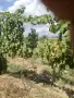 Продавам грозде Мускат отонел , снимка 2