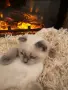 шотландско клепоухо момче , снимка 7