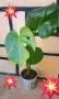 Комплект от три вида monstera, може и по отделно, снимка 7