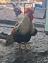 Катунски петли за разплод или клане, снимка 7