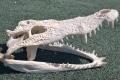Челюст КРОКОДИЛ 100% Реални снимки с документ за притежание по CITES, снимка 2