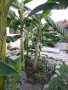 Банан . Бананова палма , снимка 3