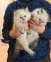 Невска маскарадна котка , снимка 2