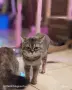 шотланска котка, снимка 2