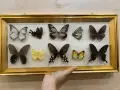 Рамка с екзотични пеперуди Азия, снимка 1