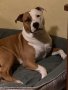 Търси женска. Американски питбул., снимка 3