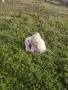 Чистокръвни пинчери !, снимка 7