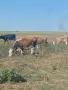 Продавам стадо крави , снимка 1