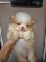 Померан ,померан , снимка 1
