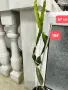 Драконов плод Питайя растения , снимка 8