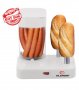Уред за хот дог с два шиша за затопляне на хлебчета                             Elekom ЕК-9941, снимка 1 - Други - 30314757