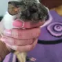 Сладки морски свинчета, снимка 4