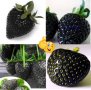 200 семена от плод черна ягода черни ягоди органични плодови ягодови семена от вкусни ягоди отлични , снимка 12