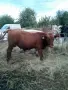 10 броя мъжки област Велико Търново село Раданово , снимка 1