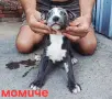 Pitbul-Питбул-Pitbul, снимка 9