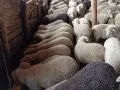 звиски шилета за продан , снимка 1