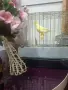  ПРОДАВА СЕ КАНАР МЪЖКИ!, снимка 3