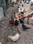 Продавам декоративни петли и кокошки, снимка 4