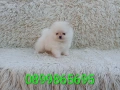 Мъжки Померан. Реални снимки от 06.04.26 г. , снимка 1