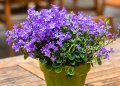 Продавам разсад на цветя Кампанула -  за пролетно засаждане в градината, снимка 1 - Разсади - 36672703