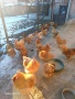 Яйца за люпене от орпингтон, снимка 3