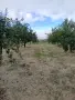 Овощна градина сорт Стенлей , снимка 5