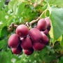 Розово голо, студоустойчиво, самоопрашващо се киви (Actinidia arguta 'Ken's Red'), снимка 1