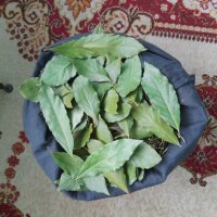 Дафинов лист , снимка 3 - Градински цветя и растения - 40207025