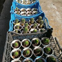 Цъфтящи кактуси , снимка 4 - Стайни растения - 33835796