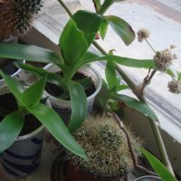 Ароматна кализия (Callisia fragans) , снимка 4 - Градински цветя и растения - 30674525