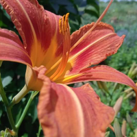 Хемерокалис , снимка 2 - Градински цветя и растения - 44764555