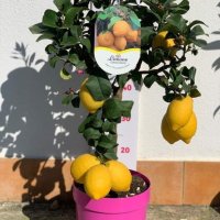   Лимон Лимонови дръвчета ,лимон дръвче цена, снимка 4 - Градински цветя и растения - 36625824