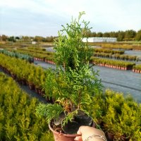 Западна туя Брабант (Thuja occidentalis Brabant), снимка 7 - Градински цветя и растения - 38541478