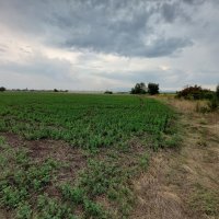 Парцел 7 дка с. Петърч, Софийска област, снимка 3 - Земеделска земя - 38364892