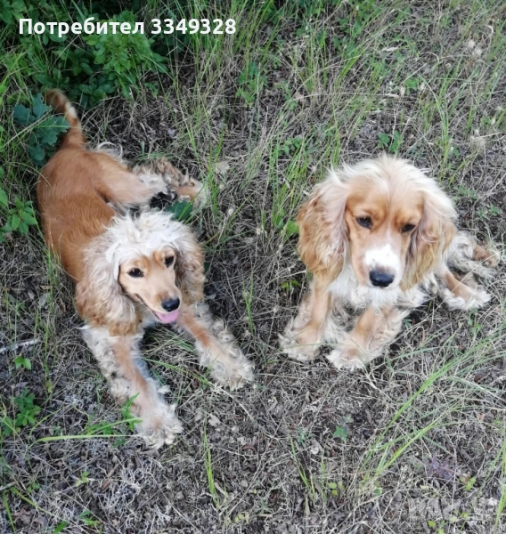 кучета обучени за трюфели , снимка 1