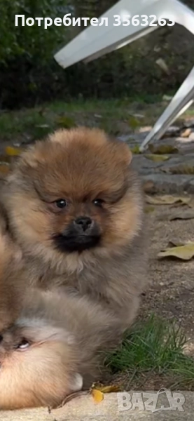 Продавам померан момиче и момче -възможна доставка, снимка 1