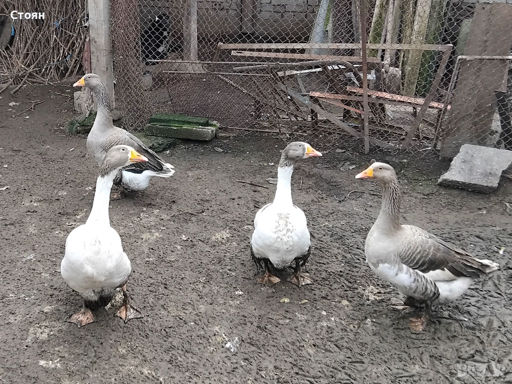 Продавам 3 гъски и 1 гъсок, снимка 1