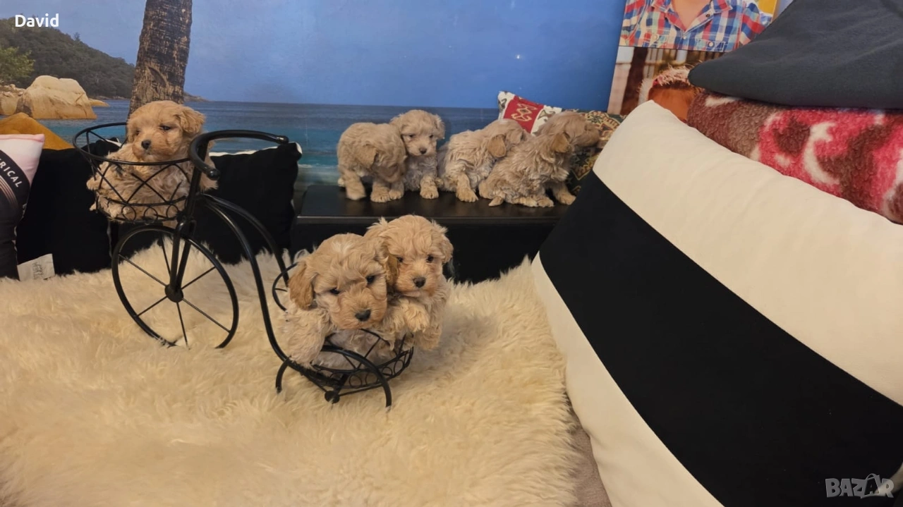 maltipoo, снимка 1