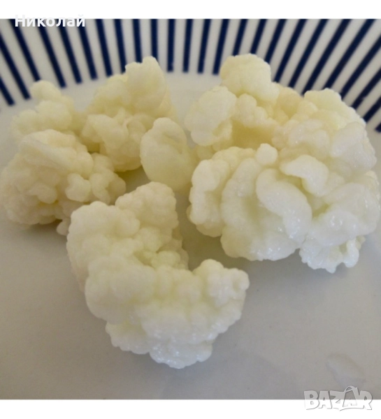 Тибетска кефирна гъба, снимка 1