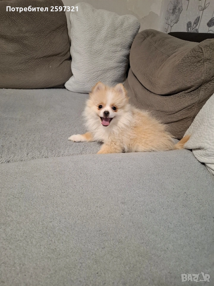 Померан, снимка 1