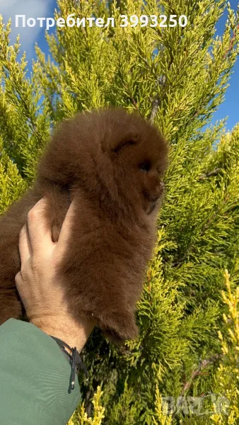 Померан момче, снимка 1