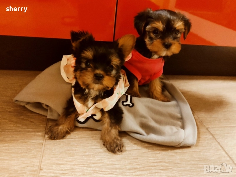 Мини йоркита, снимка 1