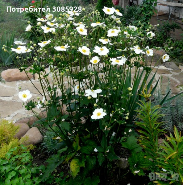 👉👉👉Бяла градинска анемония Anemone hybrida Заявки пролетта Броят е ограничен , снимка 1