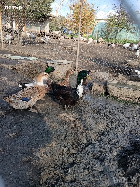 патици-юрдечки, снимка 1