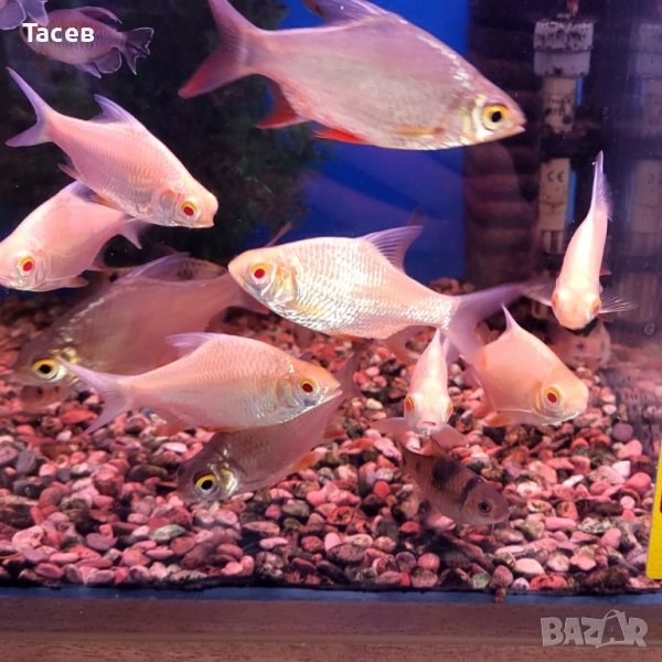 Швантенфелди 5-6см, снимка 1