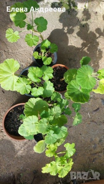 Разсад мушкато, снимка 1