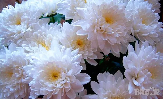 хризантеми, снимка 1