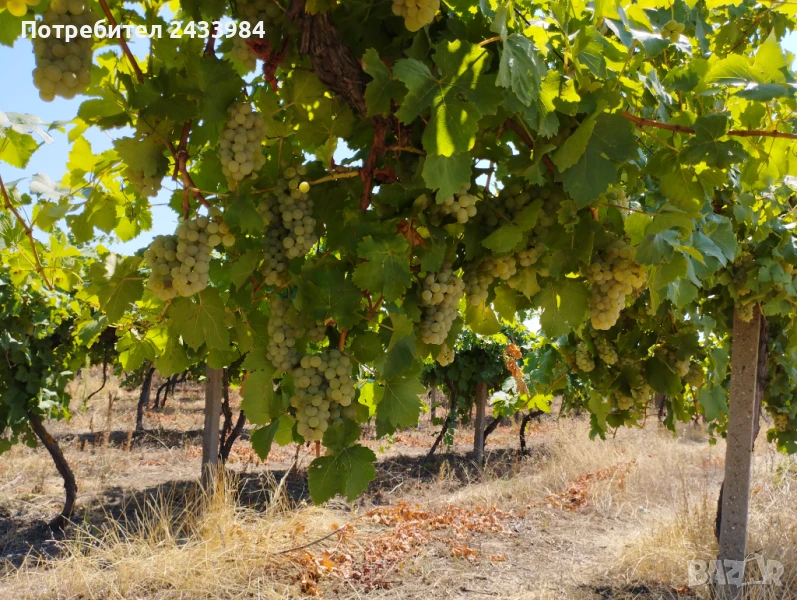 Грозде Мускат Отонел, снимка 1