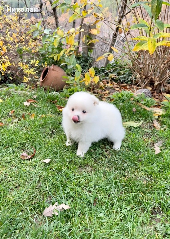 Померан момиче със втора ваксина. Померанче, снимка 1