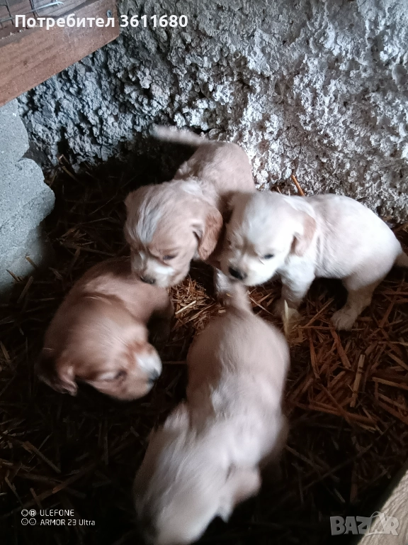 Кокерчета, снимка 1